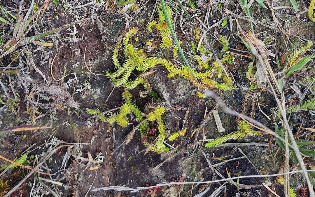 Rare plant training with The Species Recovery Trust